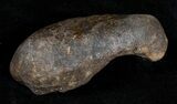 Fossil Cetacean (Whale) Ear Bone - Miocene #3497-1